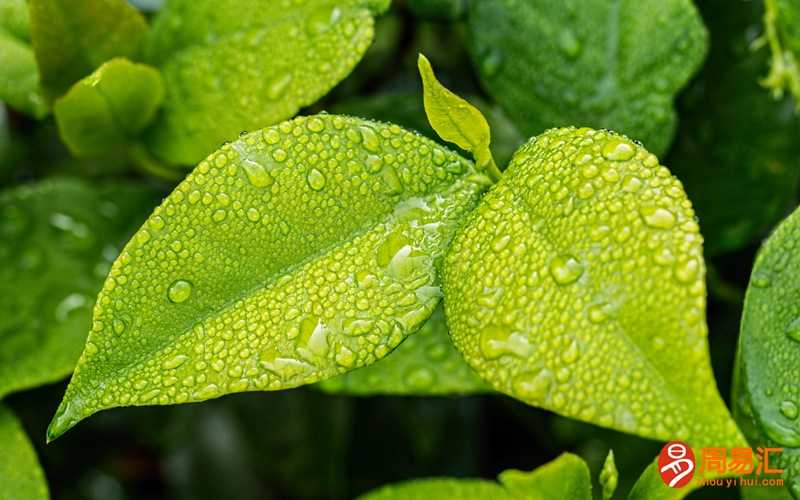 梦见房子被大风大雨刮倒