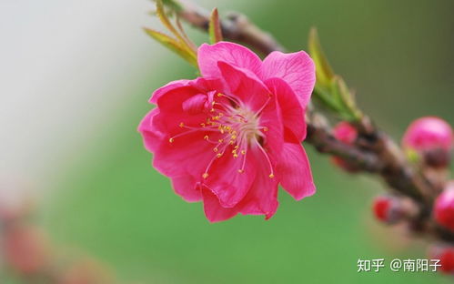 八字的桃花是什么生肖